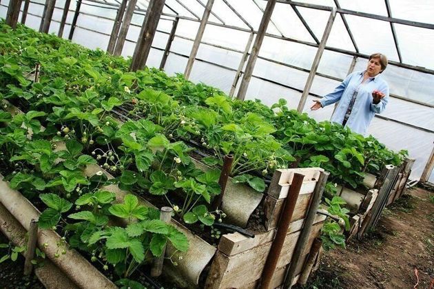 Как выращивать клубнику круглый год в теплице по простой технологии
