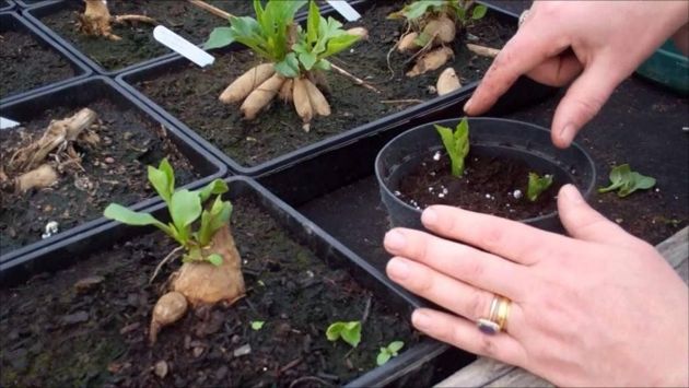 Как выращивать георгины из семян и клубней: советы специалистов