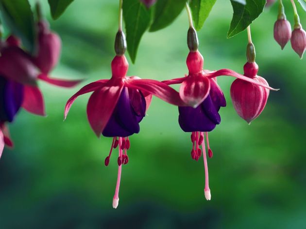 7 ампельных роскошных растений, которые легко вырастить в своем саду