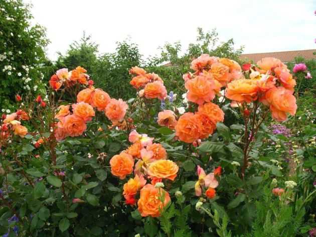 3 красивых сорта роз, которые цветут непрерывно в теплое время