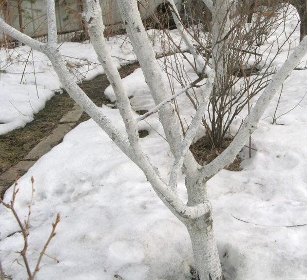 Почему деревья нужно белить в декабре-январе, а не весной или осенью