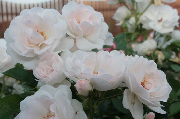 3 лучших сорта роз, которые цветут все лето