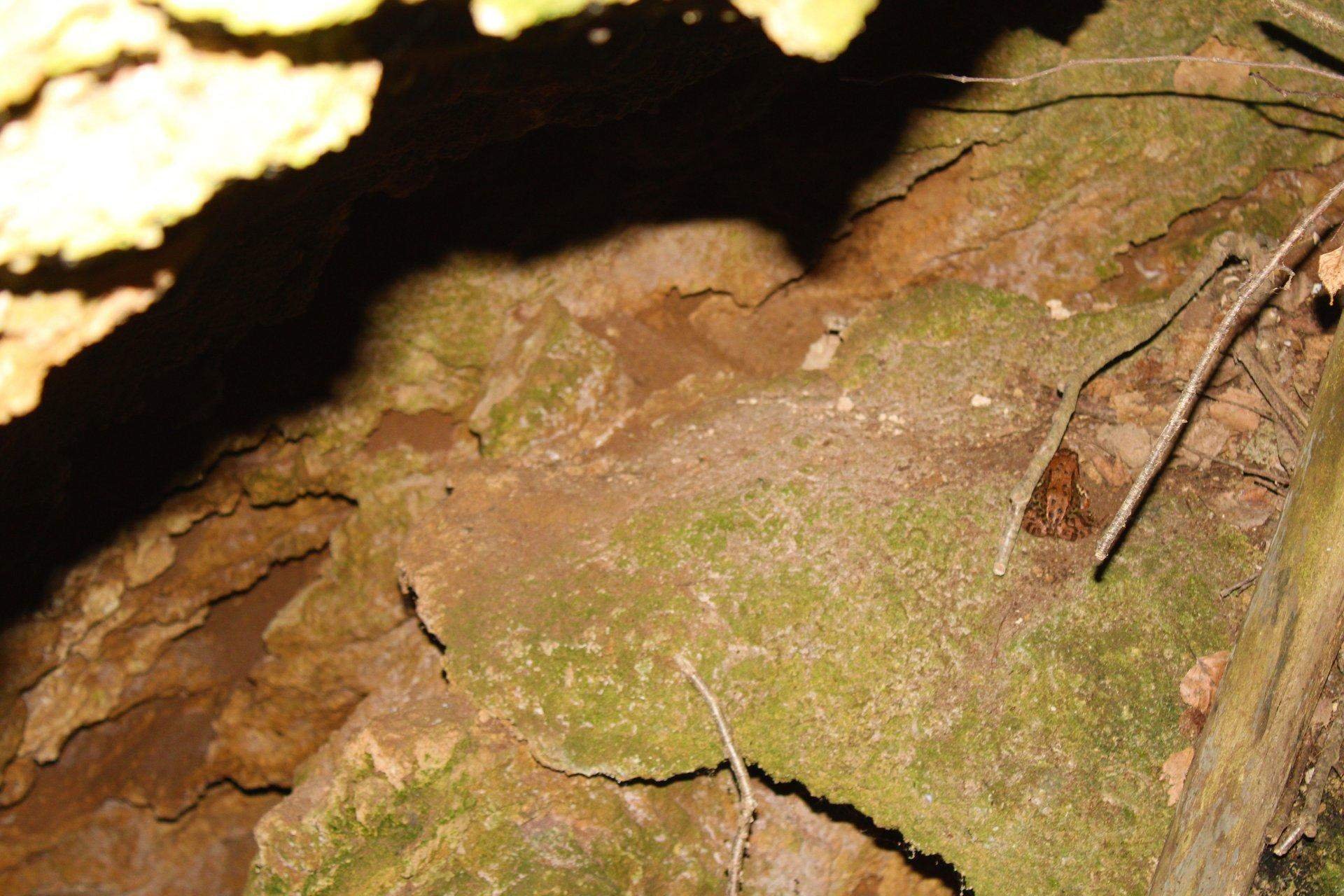 Найди лягушку. Головоломка Найди лягушку. Найди лягушку среди листьев. Найти лягушку в листьях.