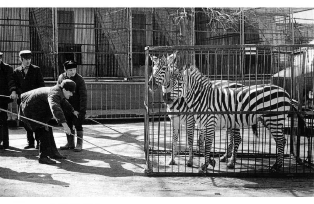 Культура зоопарки. Зоопарк Новосибирск в 1947 году. Старый зоопарк Новосибирск Гоголя. Новосибирский зоопарк в 1937. Первый зоопарк в Новосибирске.