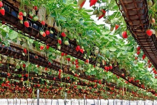 Как выращивать клубнику круглый год в теплице по простой технологии