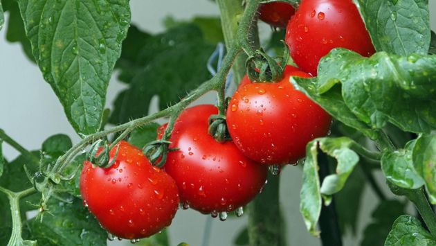 Как сохранить урожай томатов в дождливую и холодную погоду