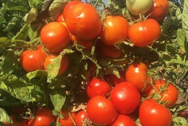 3 сорта томатов, которые не боятся фитофтороза