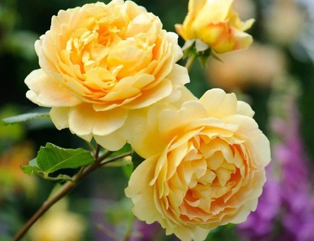 3 красивых сорта роз, которые цветут непрерывно в теплое время