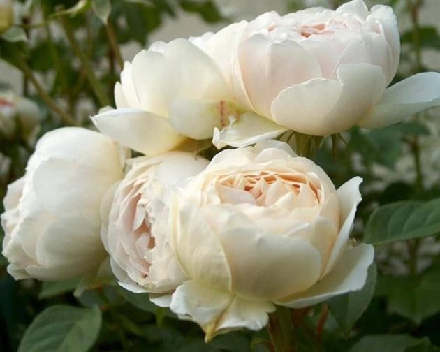 3 экзотических сорта роз, которые недавно вывели и их сложно найти у каждого соседа