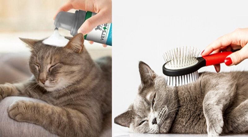 Очистить кошачью шерсть. Кот очищение. Шампунь для кошек картинки. Кошка скотч.