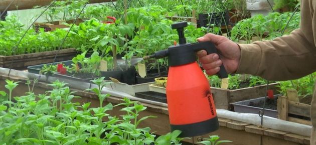 Для чего и как использовать перекись водорода в огороде
