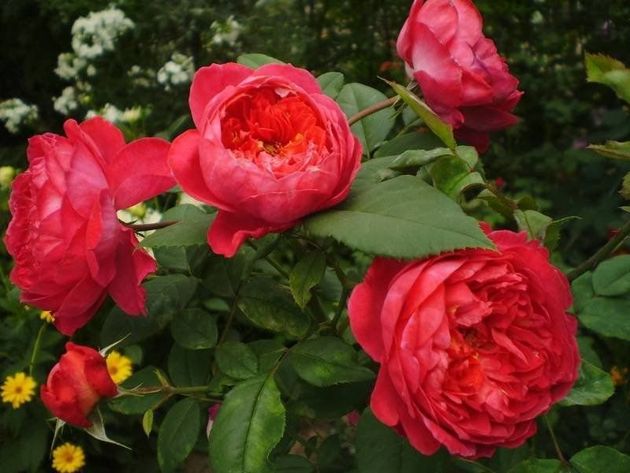 3 экзотических сорта роз, которые недавно вывели и их сложно найти у каждого соседа