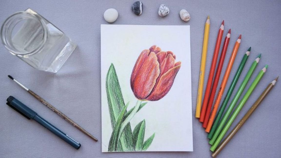 Как нарисовать тюльпан акварельными карандашами
