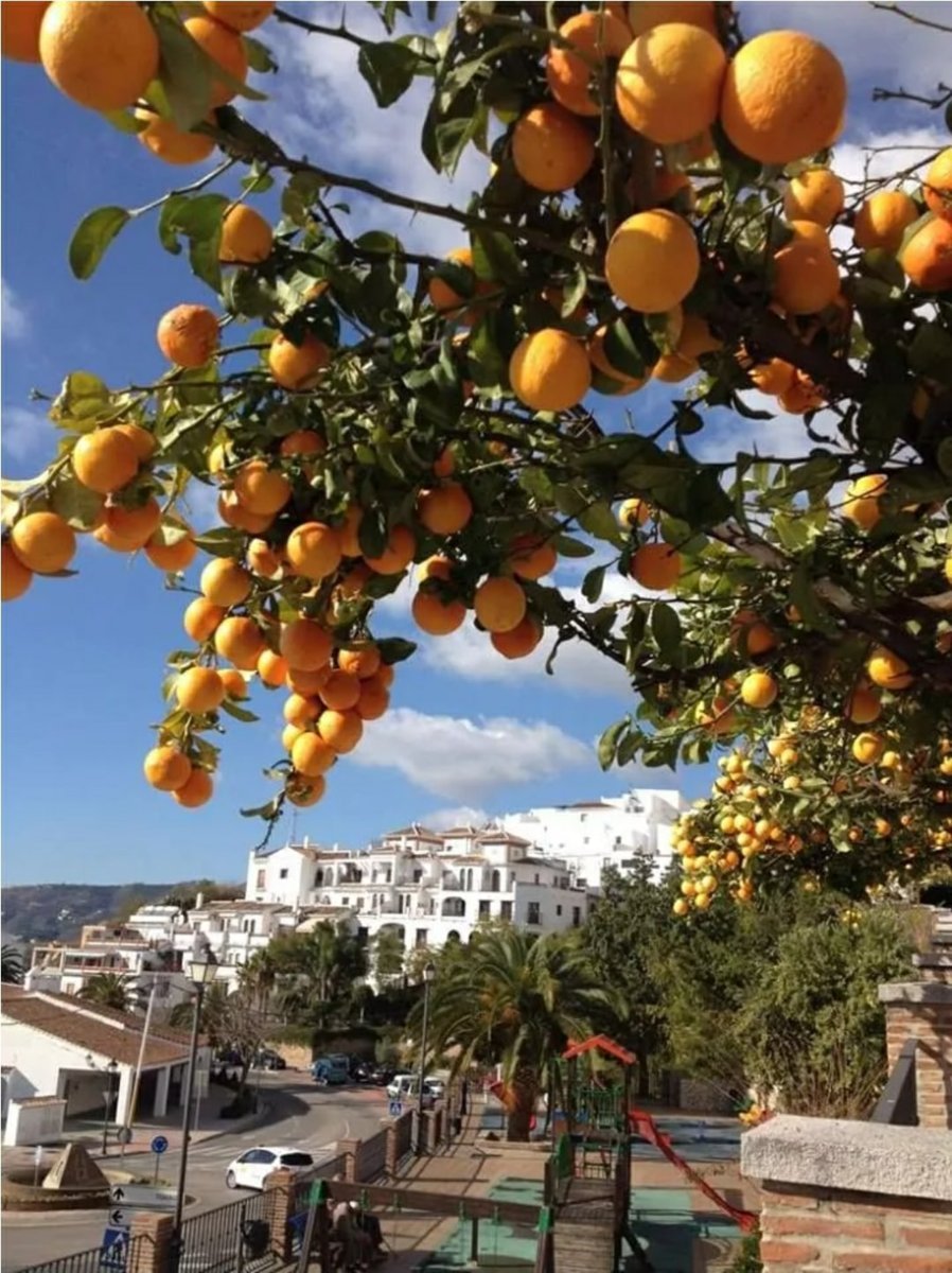 Финике апельсин. Сицилия мандариновые Рощи. Сорренто Неаполь апельсиновые сады. Апельсины (в Испании, Италии, Португалии, Греции),. Фрихилиана Испания.