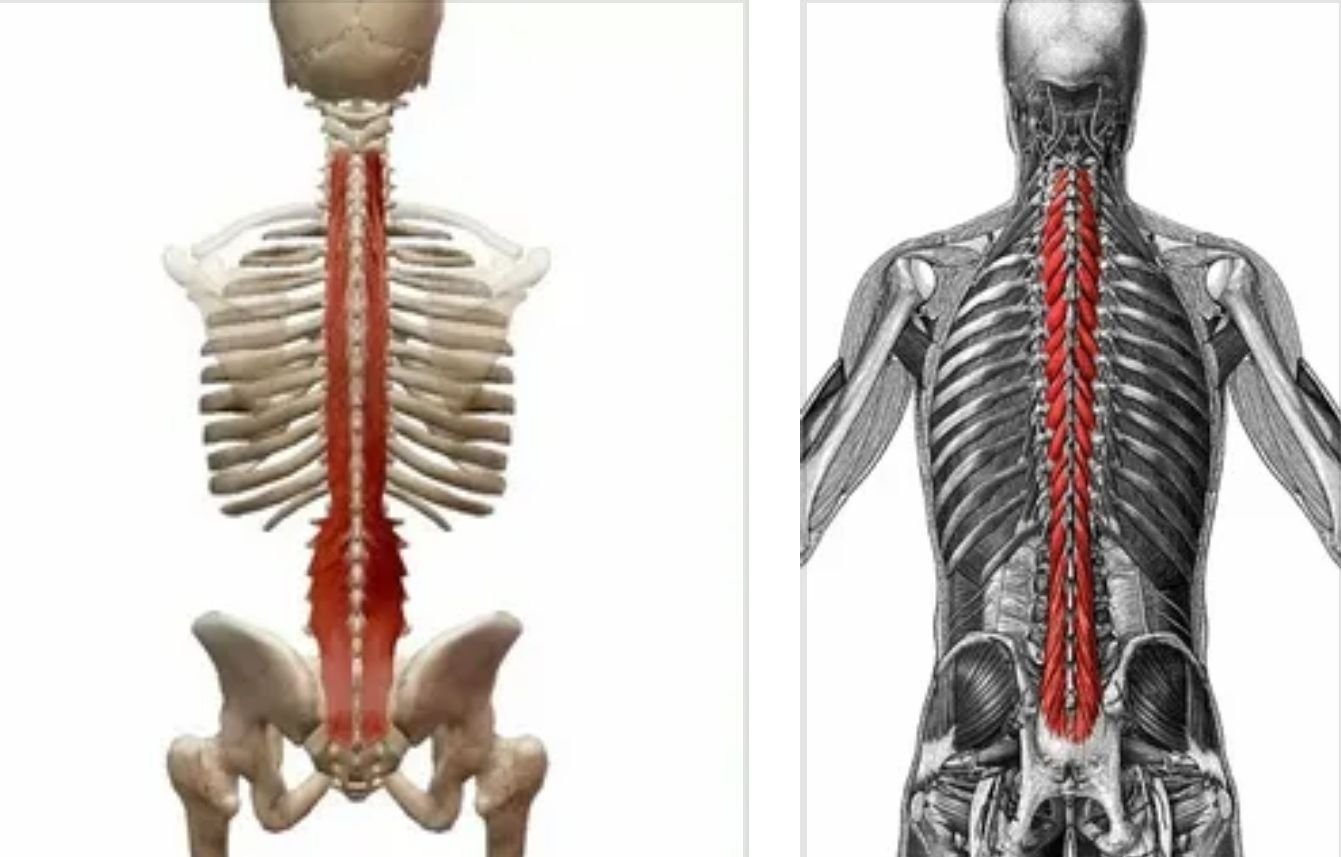 Паравертебральный отдел позвоночника. Паравертебральная мышца спины анатомия. Выпрямитель позвоночника m. Erector Spinae. Мышца выпрямляющая позвоночник анатомия. Паравертебральные мышцы грудного отдела позвоночника.