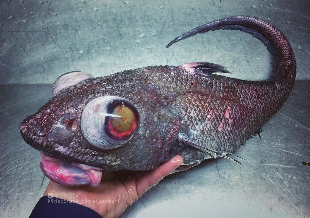 Фотограф открывает тайны глубин, снимая морских рыб, похожих на монстров