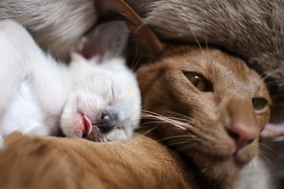 Звук мамы кошки зовущей. Сиамская кошка облизывается. Мама кошка. Материнский инстинкт у кошек. Кормящая кошка.
