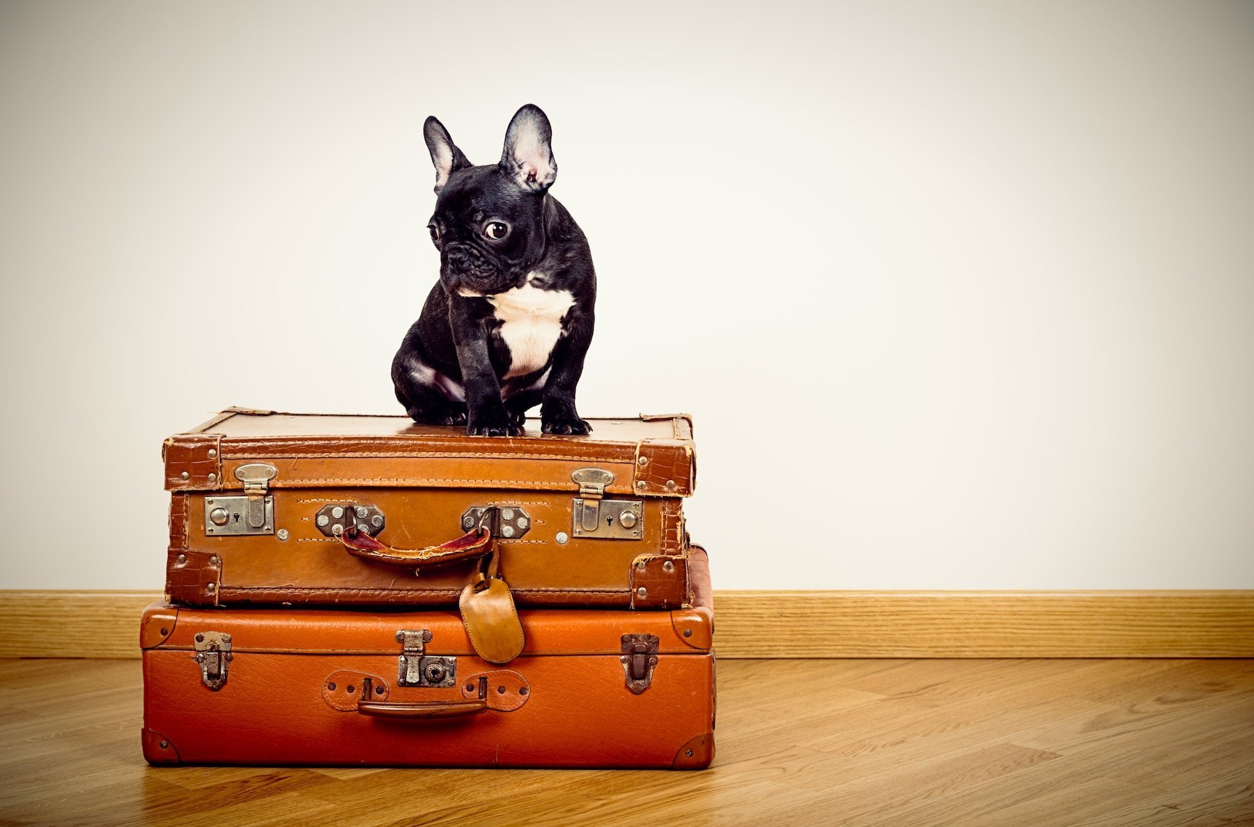Pet travel. Собака с чемоданом. Животные с чемоданом. Смешной чемодан. Кот с чемоданом.