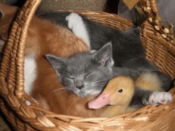 Cat duck. Кот и цыпленок. Котята в корзине. Котенок и щенок в корзинке. Котенок и утенок.