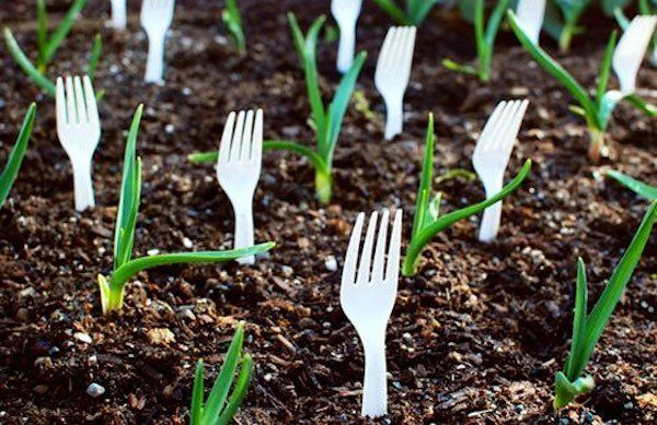 Пластиковые ложки и вилки: незаменимая вещь для огородника. Способы применения для рассады и в огороде