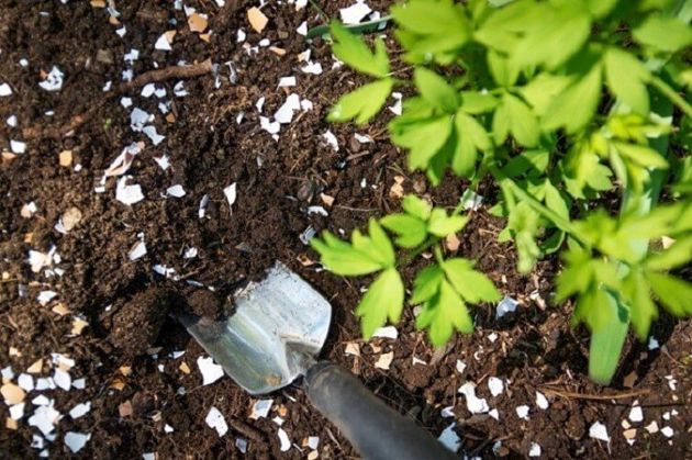 Яичная скорлупа - сокровище для садового участка. Почему не стоит выбрасывать яичную скорлупу и как найти ей применение