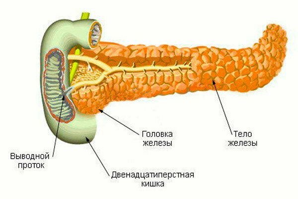 Изгиб поджелудочной железы. Строение поджелудочной железы человека анатомия. Поджелудочная железа анатомия строение рисунок. Анатомическое строение поджелудочной железы. Внешнее строение поджелудочной железы.