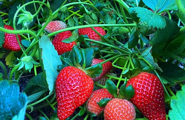 Обработка клубники корвалолом обеспечит Вас огромным количеством сладкой ягоды