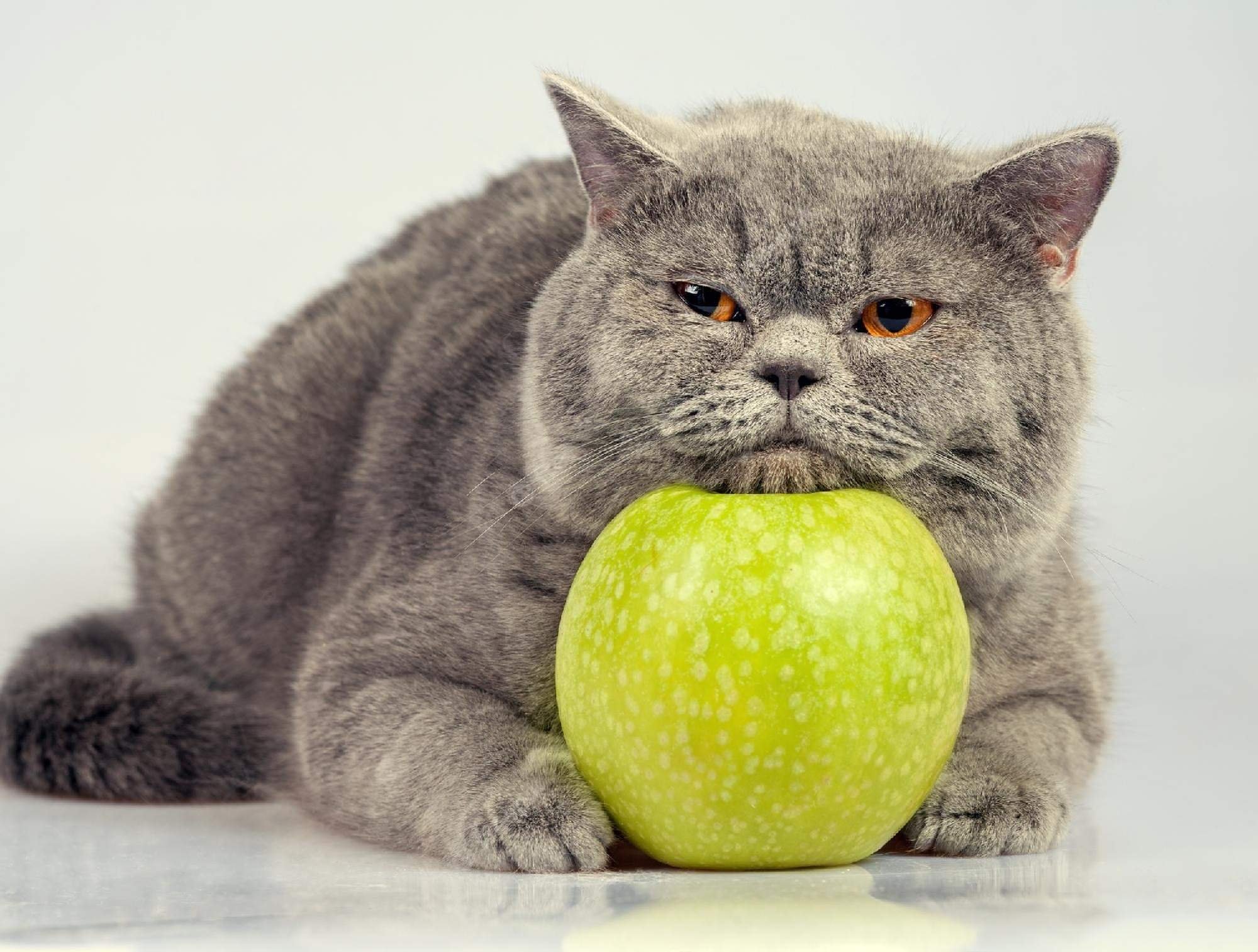 What your pet eat. Кот яблоко. Кот фрукт. Кошка с фруктами. Здоровый кот.