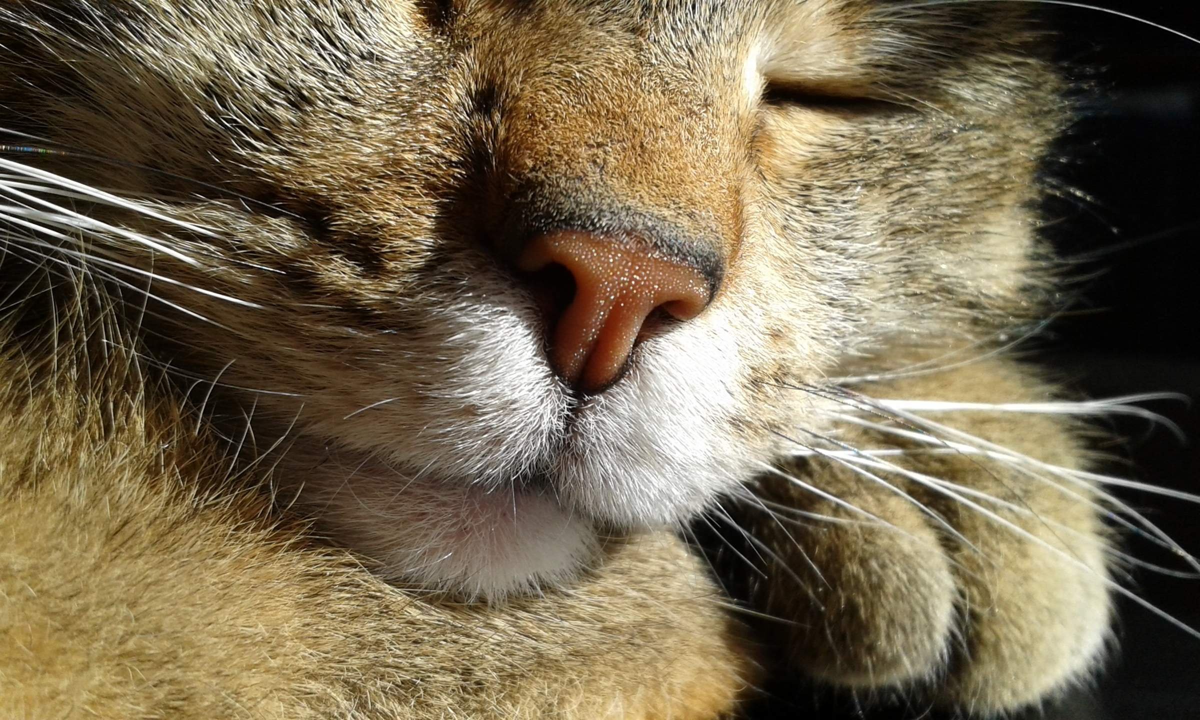 Кошка ест нос. Кошачий нос. Носики котов. Кошачьи носы крупным планом. Коты с носом.