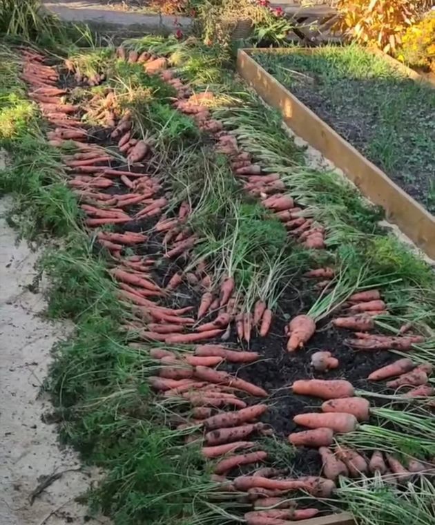 Способ посева моркови, который позволяет получать дружные всходы уже через 3-4 дня