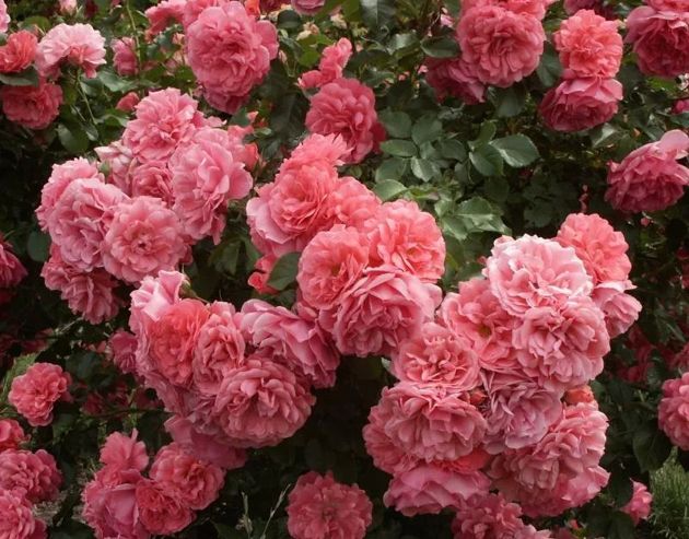 3 хитрости при уходе за розами для обильного цветения