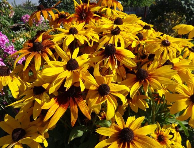 7 невероятно красивых цветов, которые можно посеять в грунт в июле