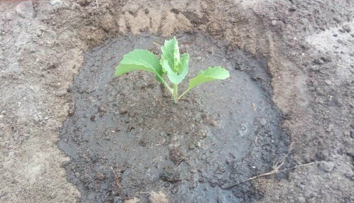 Чем заправить лунку при высадке рассады капусты на грядку. Удобрение и защита от вредителей