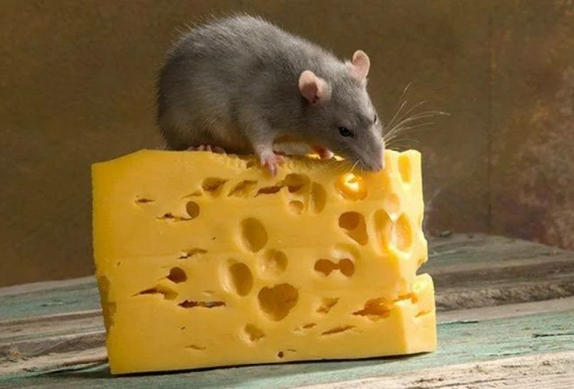 Про мышей и сыр. Мышь с сыром. Мышь ест сыр. Крыса и сыр. Крыса с сыром.