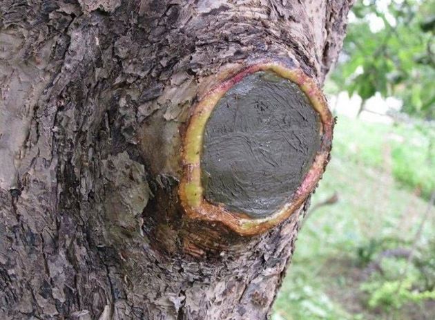 Готовим деревья к холодам по-новому: залечиваем раны на стволах раз и навсегда