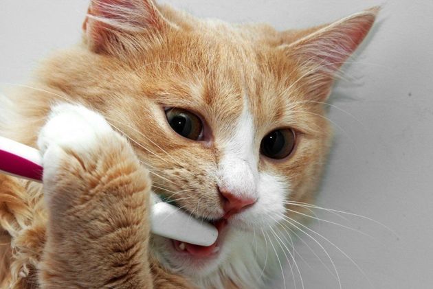 Кошка сама пытается почистить зубы