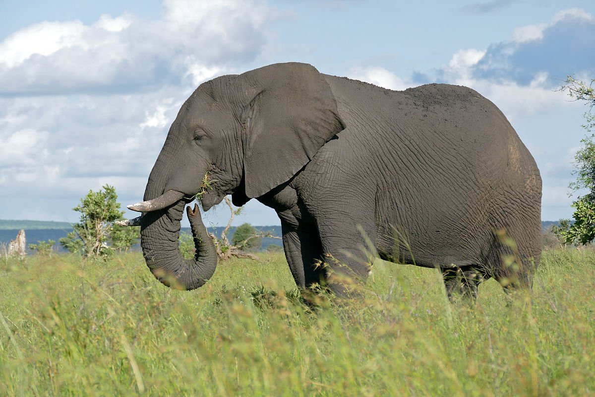 Как выглядит слоновая. Саванный Африканский слон Африки. Саванный слон. Африканский слон саванны Loxodonta africana. Прямобивневый Лесной слон.