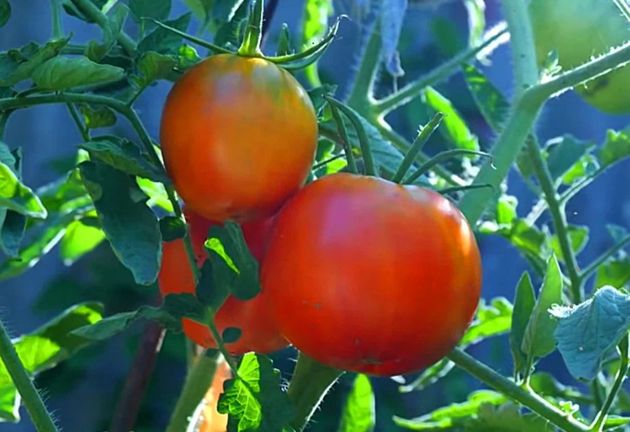 Подкормка для томатов, которая позволяет снимать с кустов прекрасный урожай до самой поздней осени