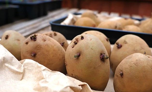 Стоит ли сажать картошку из супермаркета: все плюсы и минусы
