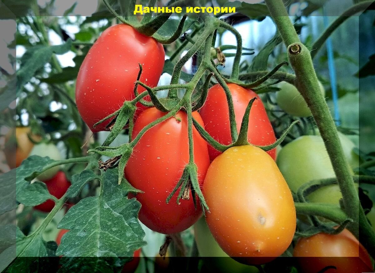 Важные советы по уходу за томатами и рассадой томатов