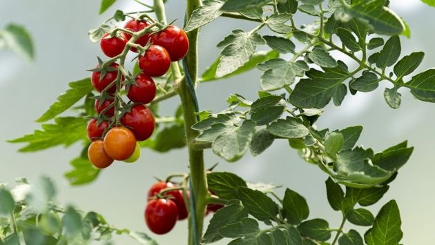 Как подвязывать помидоры? Практические советы