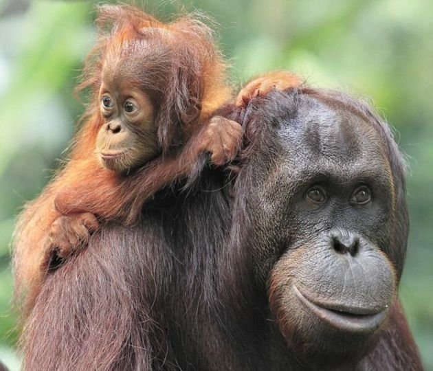 Кто умнее — орангутаны или шимпанзе?