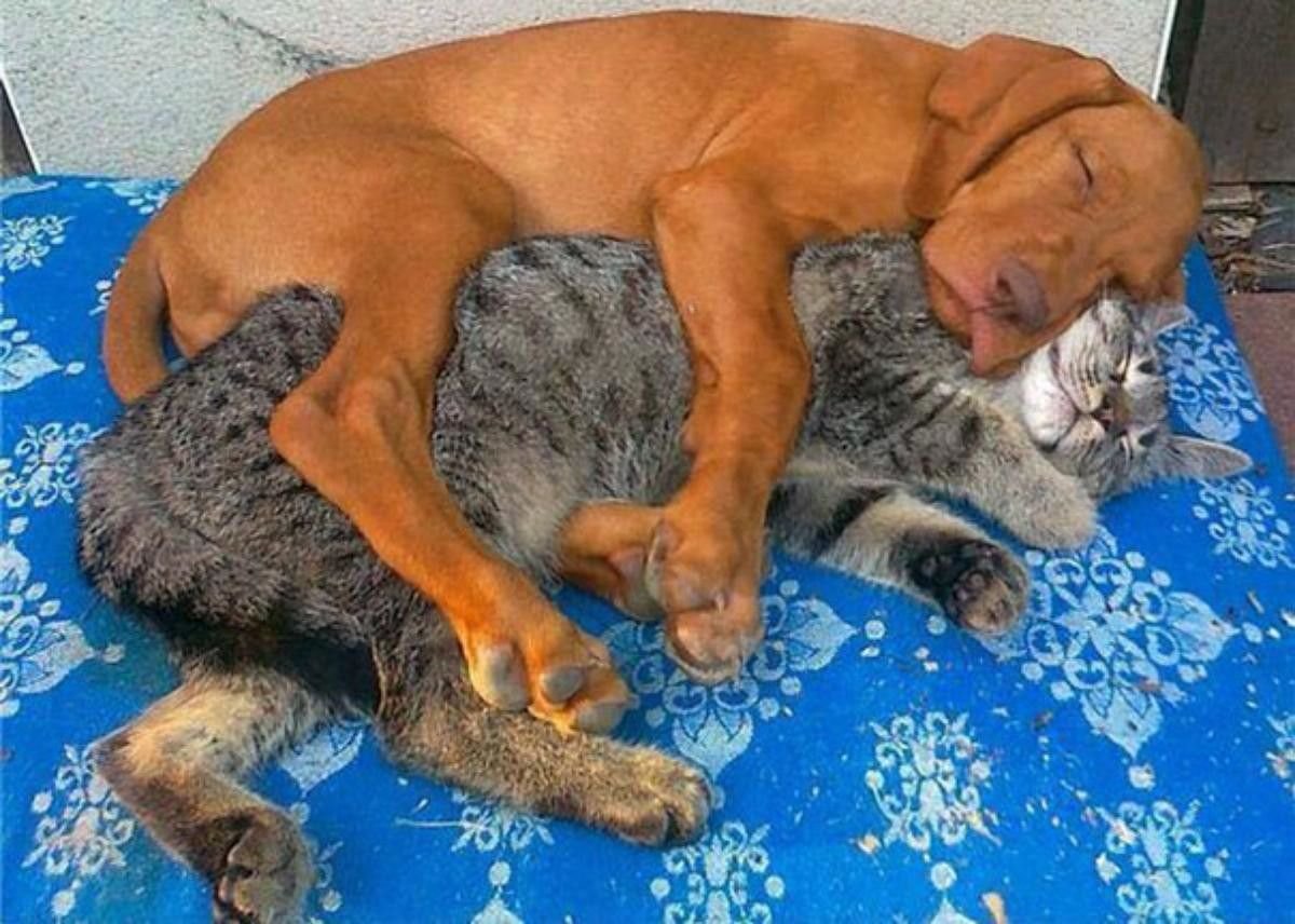Спавшие животные людей. Кошки и собаки. Животные спят. Кот и собака дружат. Кошки и собаки приколы.