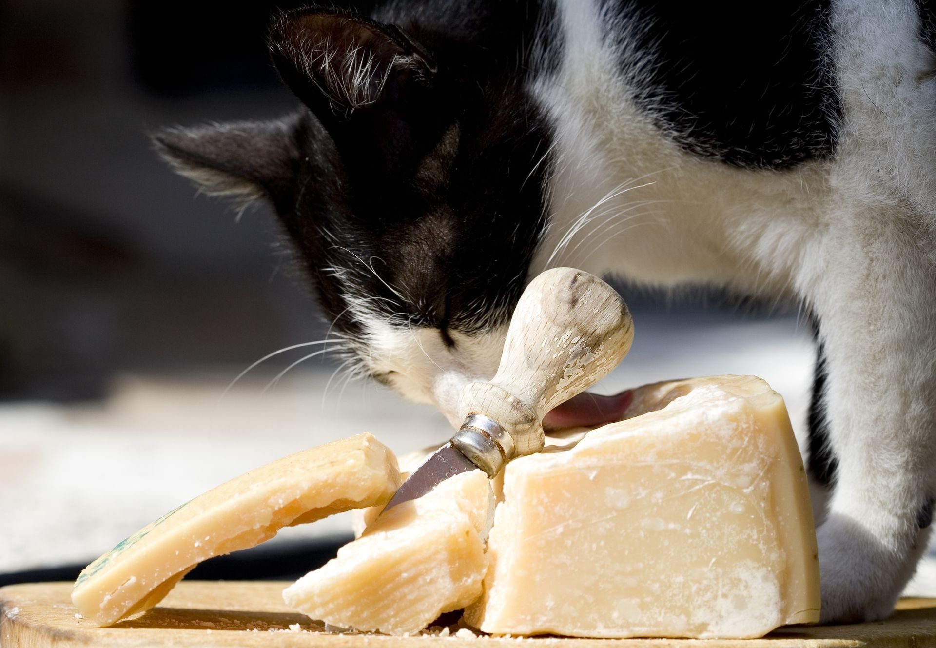 Можно ли кошкам сырое. Кошка и сыр. Кошачий сыр. Кошка с сыром. Кот с сырником.