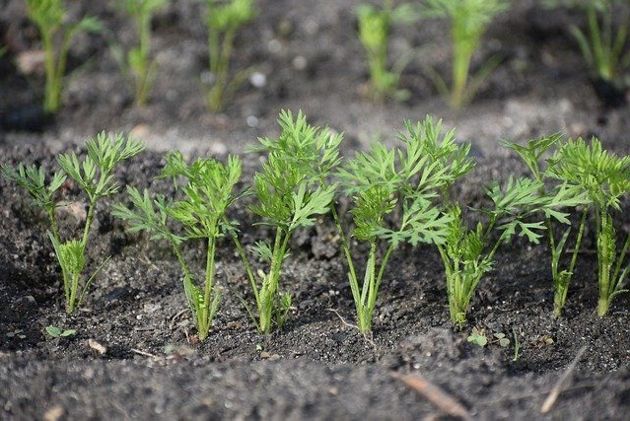 Как прорастить семена моркови, петрушки, свеклы, редиски и цветной капусты перед посевом