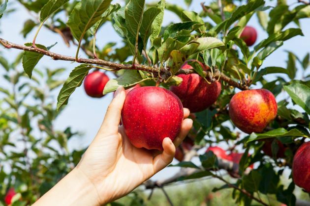 Как заставить яблоню давать большой урожай. Забытый многими, проверенный временем, эффективный и надёжный метод