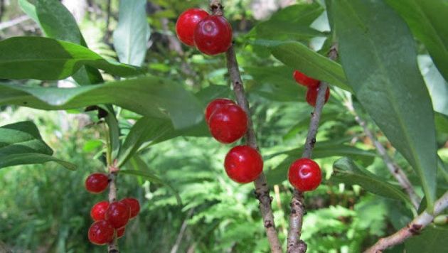 4 опасные ягоды, которые в лесу легко спутать со съедобными плодами