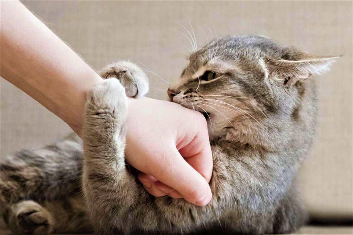 К чему снится кошка кусает за руку. Гладить кошку. Кусачий кот. Кошка кусается.