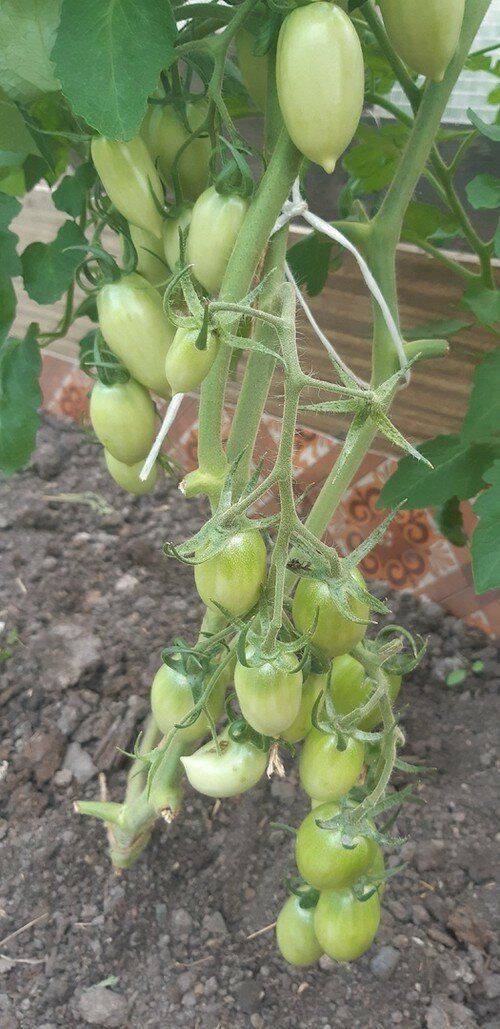 В июле нужно обязательно защитить томаты от болезней, в том числе от фитофторы. Расскажу, как просто и надёжно это сделать