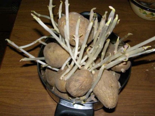 Почему я всем говорю, что не стоит выбрасывать ростки от проросшей картошки. Рассказываю какую пользу они могут принести